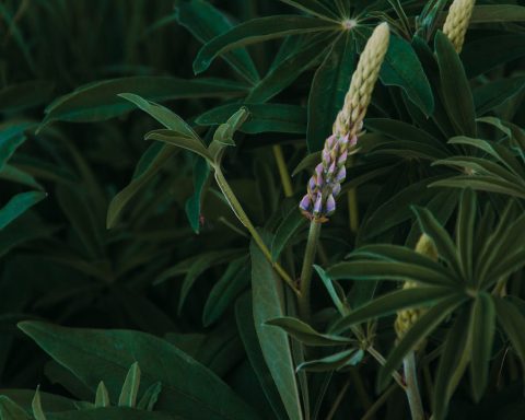 Tuinieren als meditatie de rustgevende kracht van tuinplanten