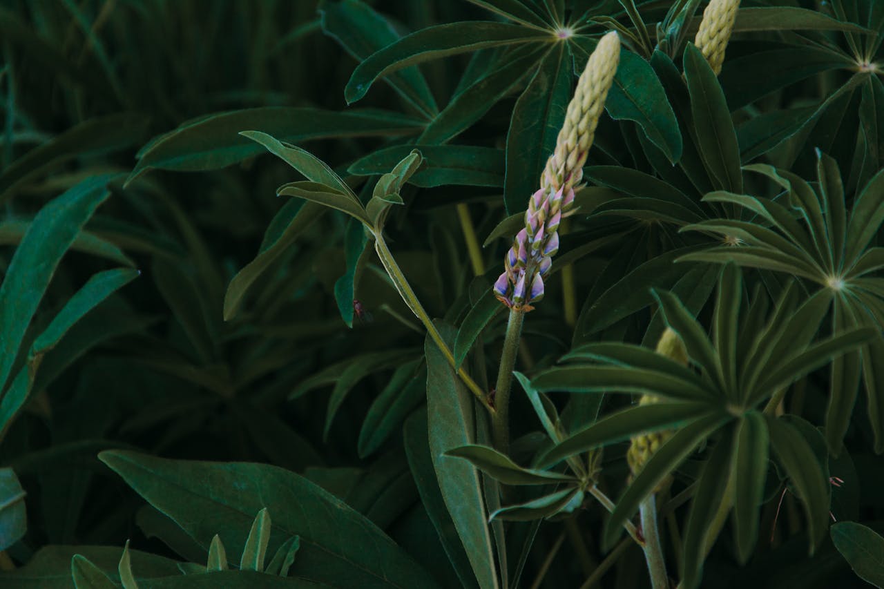 Tuinieren als meditatie de rustgevende kracht van tuinplanten